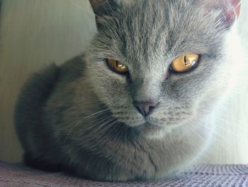 Close-up portrait of cat