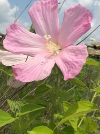 Close-up of pink hibiscus blooming outdoors