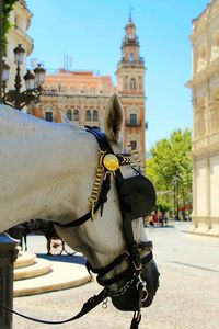 Horse cart in city against sky