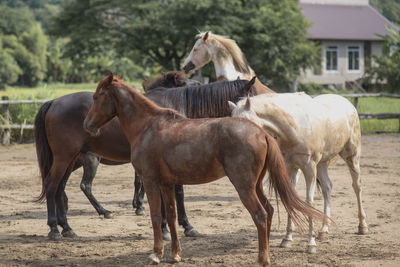 Horses in the field