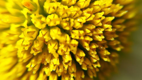 Full frame shot of yellow flowering plant