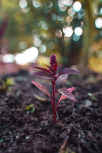 Close-up of flowering plant on field