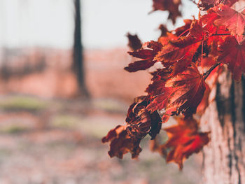 Close-up of maple leaves against blurred background