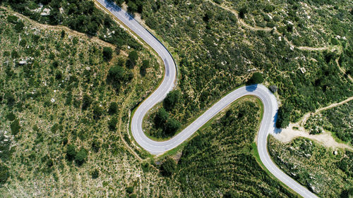 High angle view of an animal on road