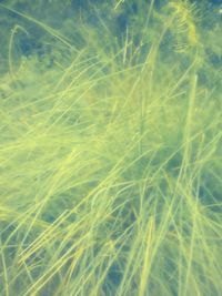 Full frame shot of plants on field