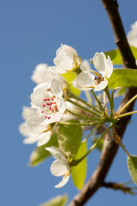 Common pear, pyrus domestica,  blossoms of springtime