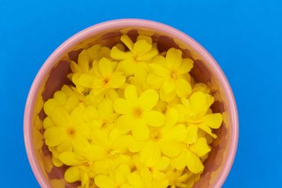 Directly above shot of yellow flowers in bowl