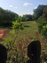 Scenic view of grassy field against sky