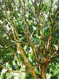 Low angle view of tree