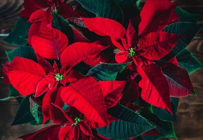 Close-up of red flowering plant