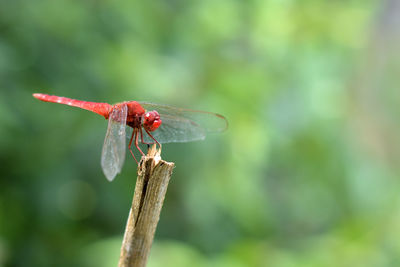 Close-up of dragonfly on plant