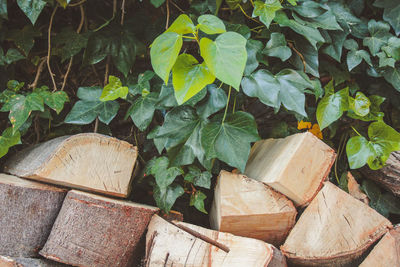 Close-up of logs in forest