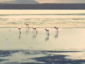 Flock of birds on lake against sky