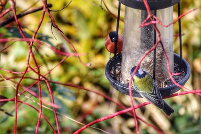 Close-up of bird perching on branch