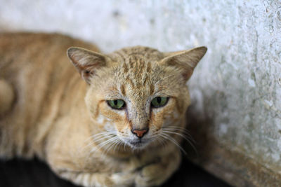 Close-up portrait of tabby cat