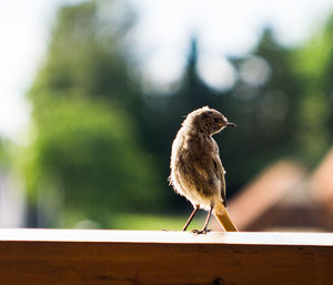 Close-up of bird perching on railing