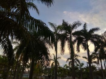 Low angle view of palm trees against sky