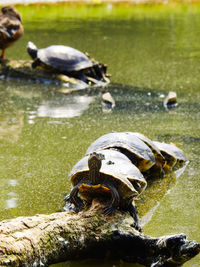 Close-up of duck in lake