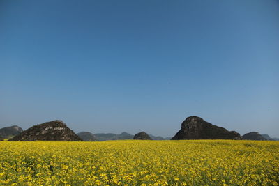 Yellow flowers growing on field against clear blue sky