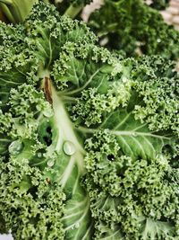 Close-up of vegetables on plant