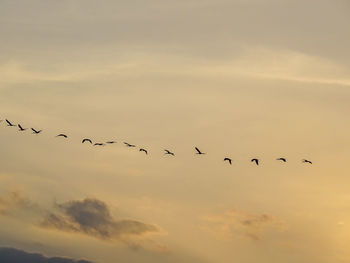 Low angle view of birds flying in sky