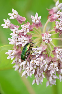 Close-up of insect on pink flowering plant