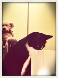Cat looking away