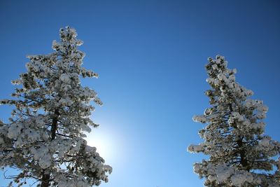 Low angle view of tree against blue sky