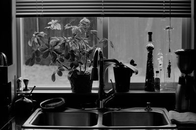 Potted plants on window sill in kitchen