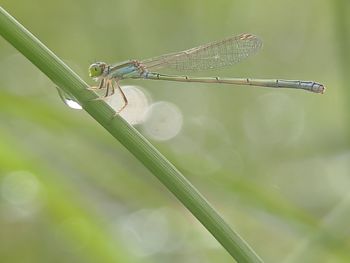 Close-up of dragonfly on leaf