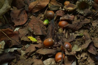 Detail shot of dry leaves and chestnuts on ground