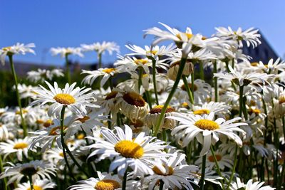 Close-up of fresh white flowers blooming against clear sky