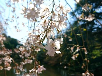 Close-up of tree branch