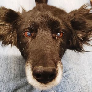 Close-up portrait of dog relaxing at home