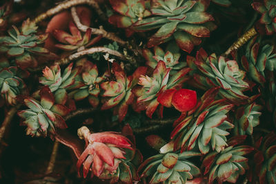 Close-up of red flowering plant