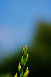 Close-up of green leaf