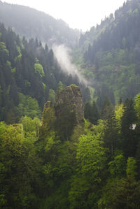 Scenic view of forest