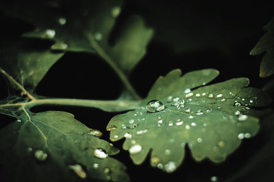 Close-up of raindrops on leaves