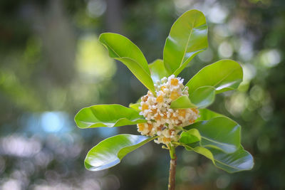 Close-up of flowering plant