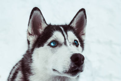 Close-up portrait of a dog