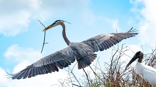 Low angle view of gray heron flying against sky