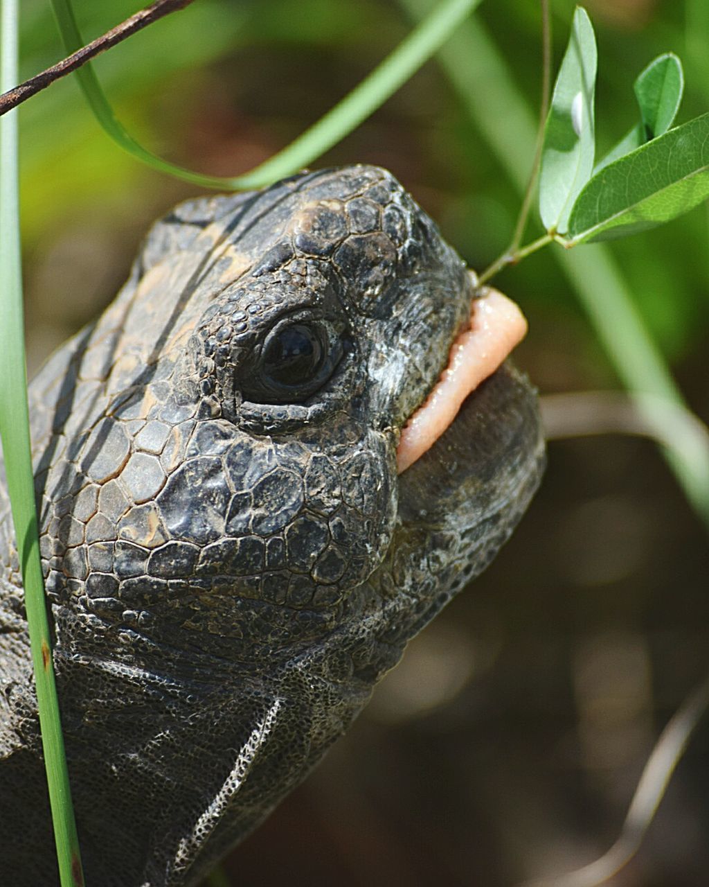 CLOSE-UP OF IGUANA