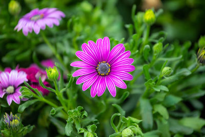 Close-up of pink flowering plant