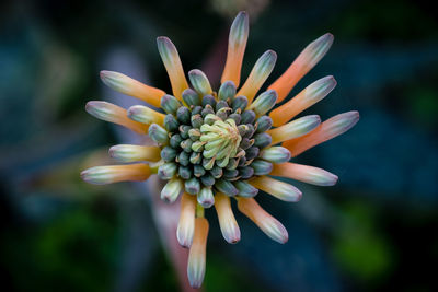 Close-up of flower head