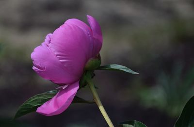 Close-up of pink rose flower