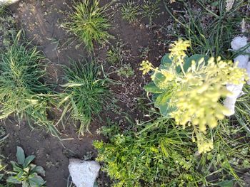 High angle view of flowering plants on field