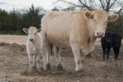 Cows standing on field against sky