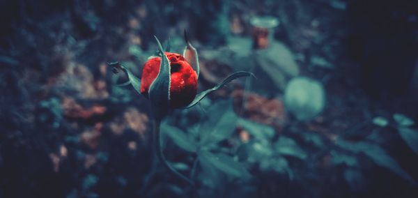 Close-up of red rose flower