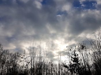 Low angle view of trees against cloudy sky