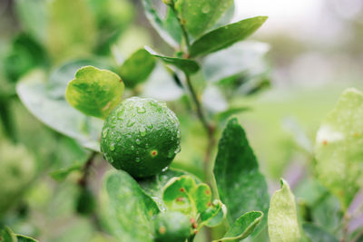 Close-up of berries growing on plant